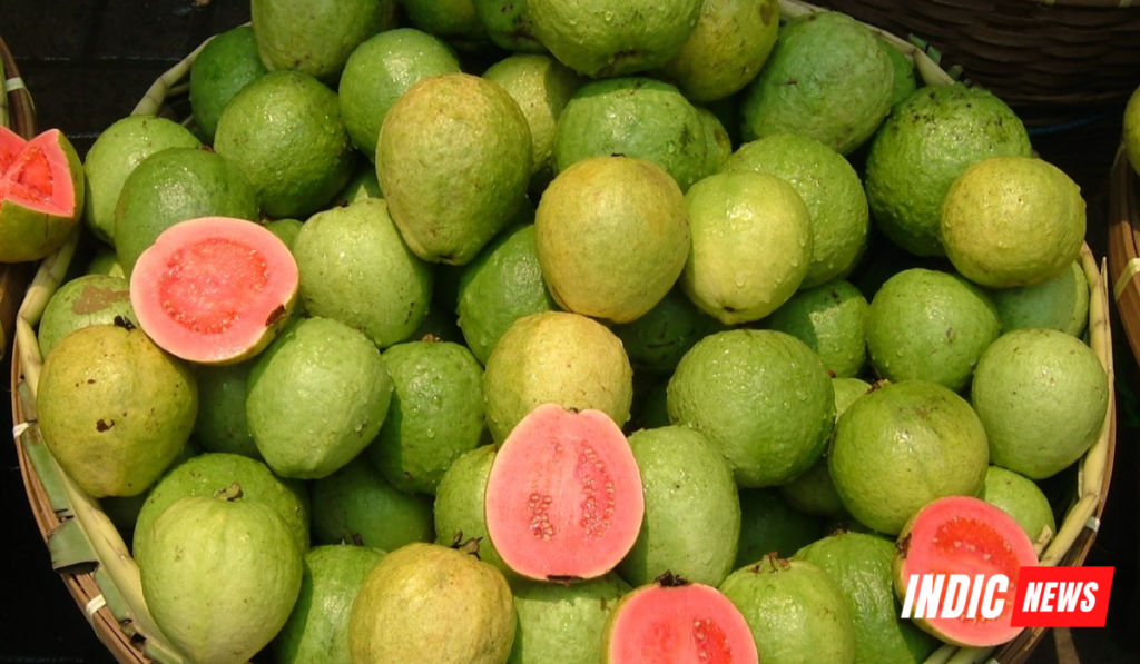 guava-image