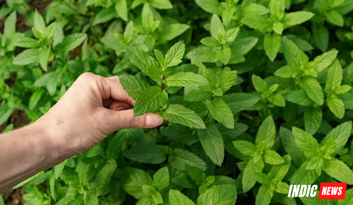 tulsi-plant-tulsi-pujan