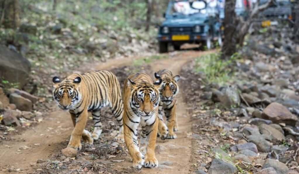 Ranthambore National Park